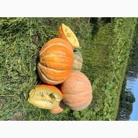 Продам кормові гарбузи оптом