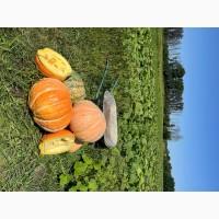 Продам кормові гарбузи оптом