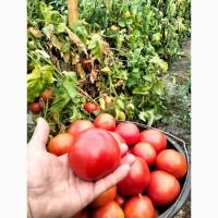 Помідор/томати круглий тепличний відмінна якість