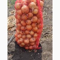 Продам цибулю