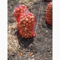 Продам цибулю