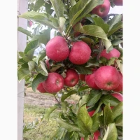 Продам яблука сорт Гала Венус