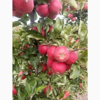 Продам яблука сорт Гала Венус