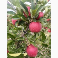 Продам яблука сорт Гала Венус