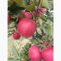 Продам яблука сорт Гала Венус