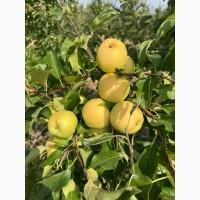 Куплю яблоки снежный кальвиль