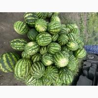 Продам дуже солодкий кавун Продюсер