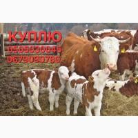 Куплю бичків різних порід від благополучних Ф/Г