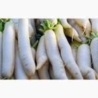 Продам редис Дайкон