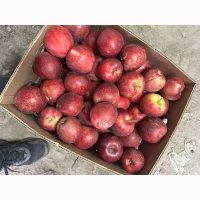 Продам яблука