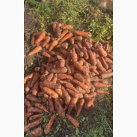 Продаж моркви 2-го сорту оптом (Вінницька область, від 20 тонн)