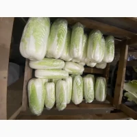 Продаж Пекінської капусти