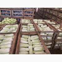 Продаж Пекінської капусти