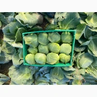 Продаж Пекінської капусти