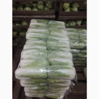 Продаж Пекінської капусти