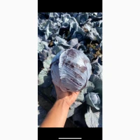 Продаж Пекінської капусти