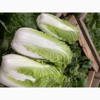 Продаж Пекінської капусти
