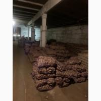 Продам картошку сорт Гренада Каллет Беларосса