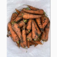 Продам мелкую морковь