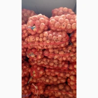 Продам цибулю