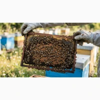 Продам бджолопакети - 100 шт. Сезон 2026