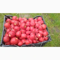 Продам редиску крупная