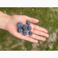 Продам ягоду лохини гурт/роздріб