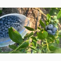 Продам ягоду лохини гурт/роздріб