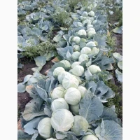 Продам капусту сорт Агрессор від виробника