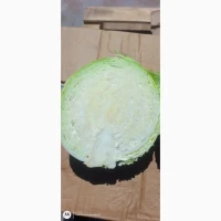 Продам капусту в качестве