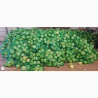 Продам капусту в качестве