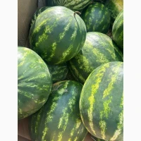 Продам кавун, сорт Карістан