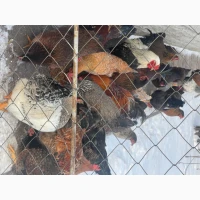 Продам петухов мясояичные: Ред бро, Фокси чик, годовалые =450 гр