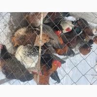 Продам петухов мясояичные: Ред бро, Фокси чик, годовалые =450 гр