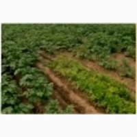 Продам домашню картоплю не бачила отрути та нітратів, 12 гривень/ кг. Гадяч та Гадяцький р