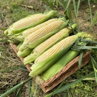 Продам солодку кукурудзу біколор