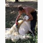 Продажа Баранины живой/битый