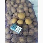 Продам средний и семеной картофель