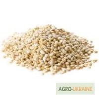 Киноа белая