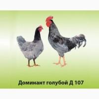 Инкубационное Яйцо Доминант Херсон. Инкубационные яйца кур Доминант