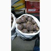Продам свеклу столовую