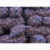 Продам картофель сорт Славянка и белароса