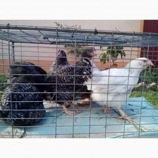 Продам курчата підрощені породи ДОМІНАНТ
