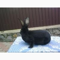 Кроли.Продам самку Бельгийский великан (фландер)