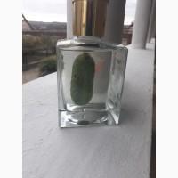 Продам огірок в бутилці