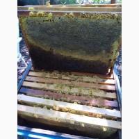 Продам мёд оптом. Мед опт. Разнотравье и подсолнух. Honey for sale