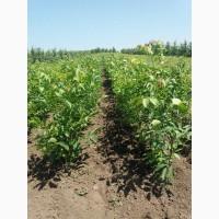 Продам саджанці горіха Буковинський
