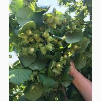 Саджанці фундука Каталоньский, Барселоньський, Вебба, Трапезунд, Шедевер