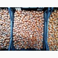 Саджанці фундука Каталоньский, Барселоньський, Вебба, Трапезунд, Шедевер