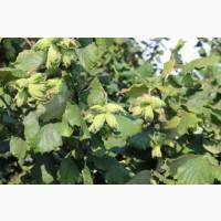 Саджанці фундука Каталоньский, Барселоньський, Вебба, Трапезунд, Шедевер